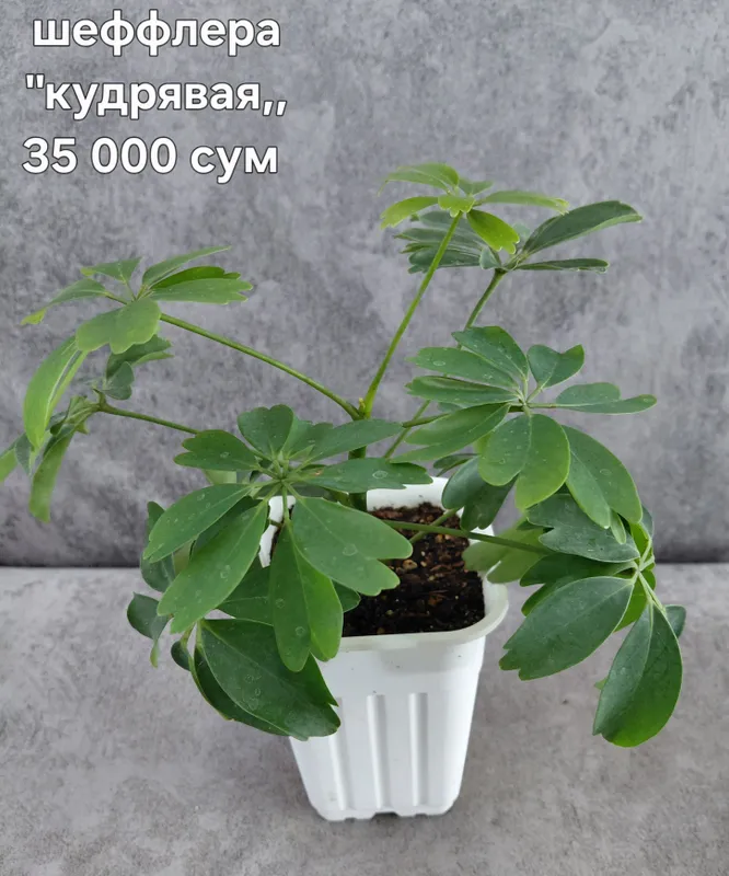 Комнатные цветы — фото 7
