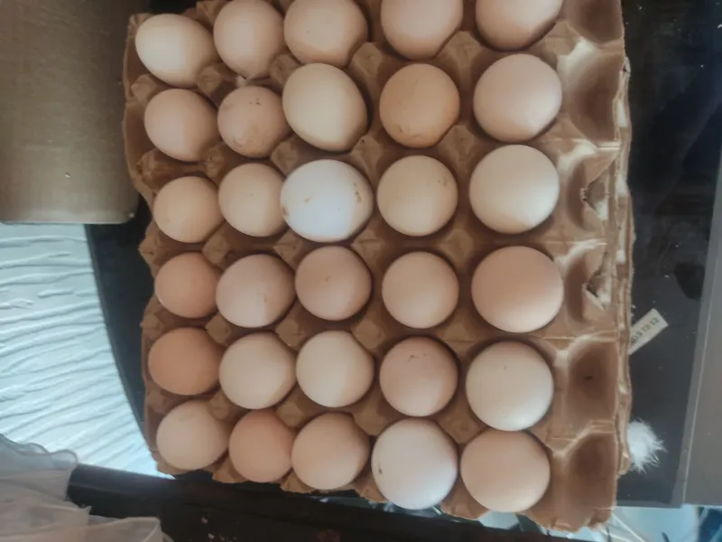 Домашние яйца куриные Домашние яйца куриные