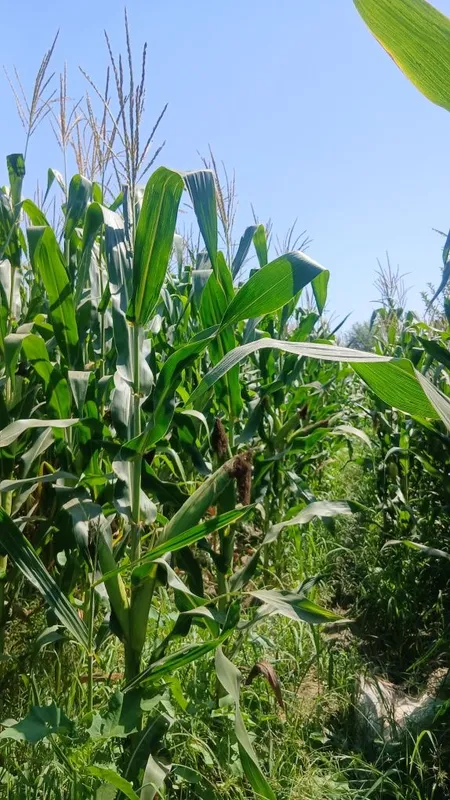Silos sotiladi, narxini kelishamiz 2