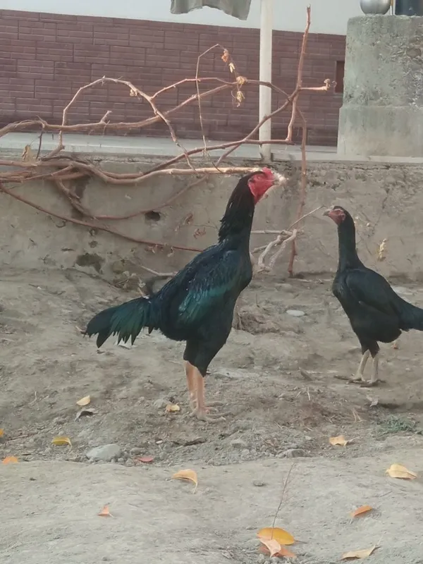 Holati yaxshi kafolat uydan olib ketguncha