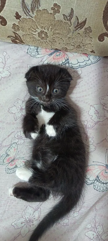 Продаются котята вислоухие — фото 2