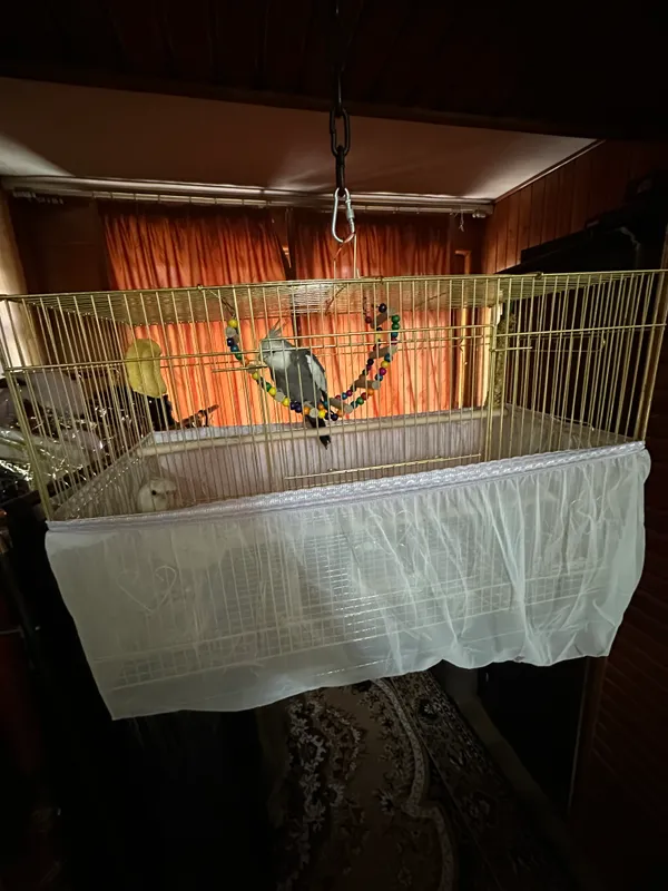Попугай корелла, пакистанский 1 Попугай корелла, пакистанский 1