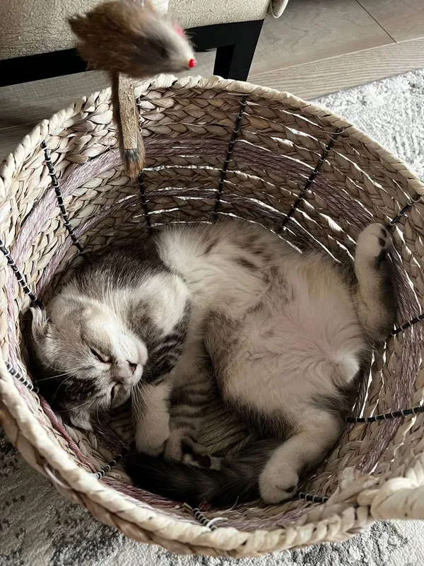 Scottish fold mushuk faqat AYOLLARGA! 4 Scottish fold mushuk faqat AYOLLARGA! 4