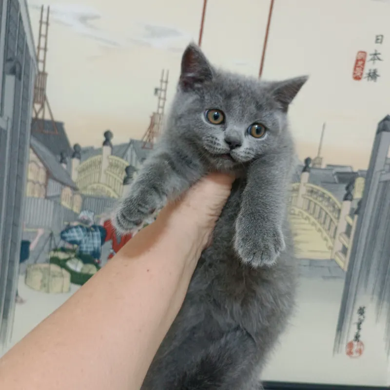 продается котёнок скоттиш страйт девочка