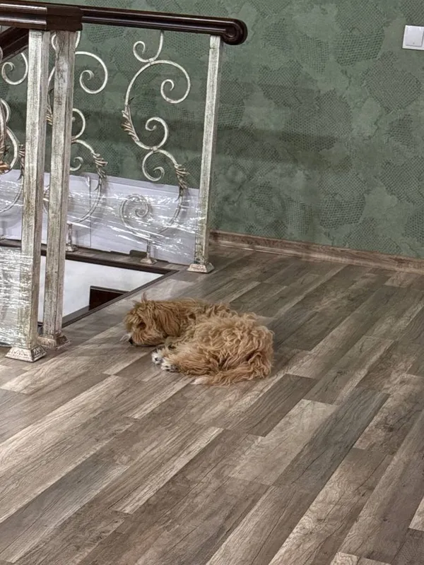 Ваш надежный Pet-ситтер Жасмин | Передержка, Выгул, Детский сад 2