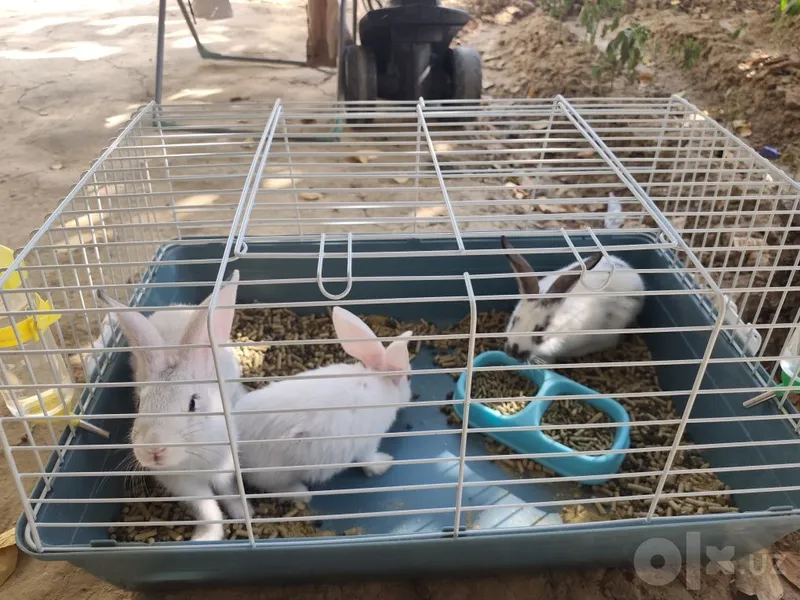 Quyonlar sotiladi 1 Quyonlar sotiladi 1