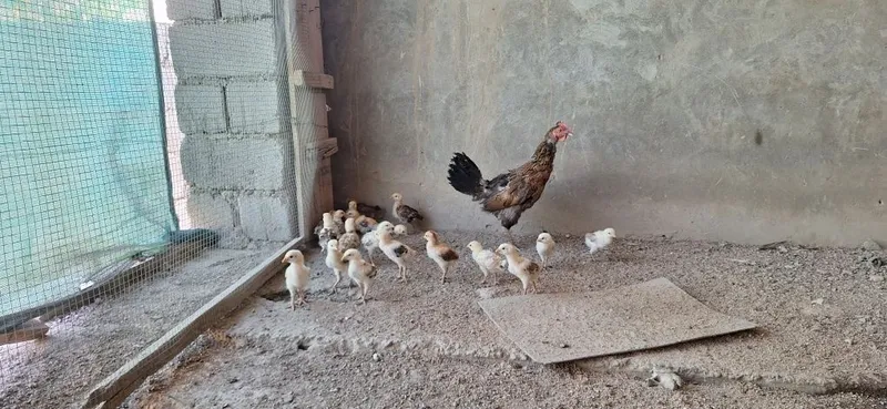 19 ta juja onasi bilan pataki 2