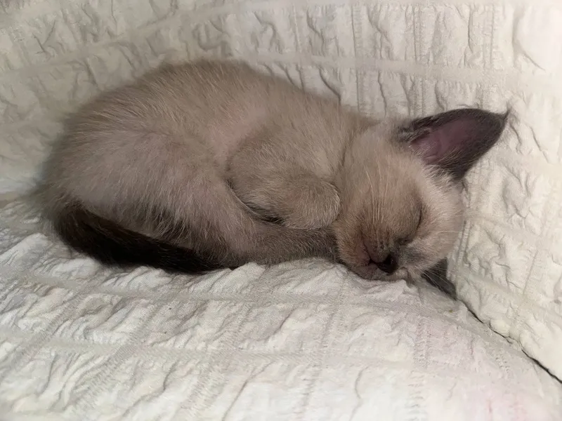 Сиамский котенок