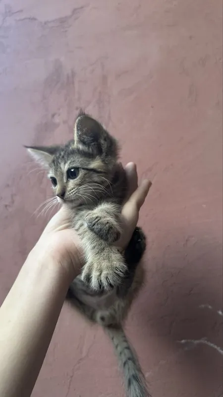 Продаются кошки 6 Продаются кошки 6