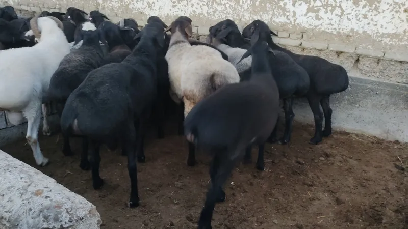 Boqilgan Qoʻchqorlar Qurbonlikka tayyor! 65kg-120kg gacha — фото 3