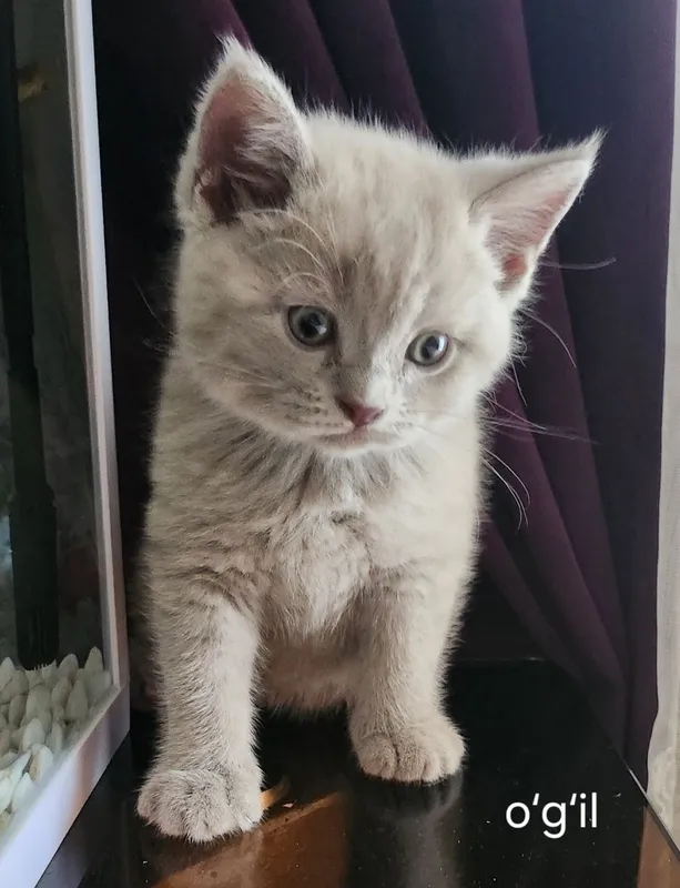 Милые котята ищут любящий дом 4 Милые котята ищут любящий дом 4