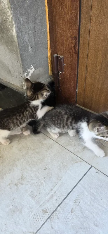 котята 1 котята 1