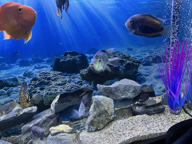 Akvarium va baliqlar hammasi sotiladi 8 Akvarium va baliqlar hammasi sotiladi 8