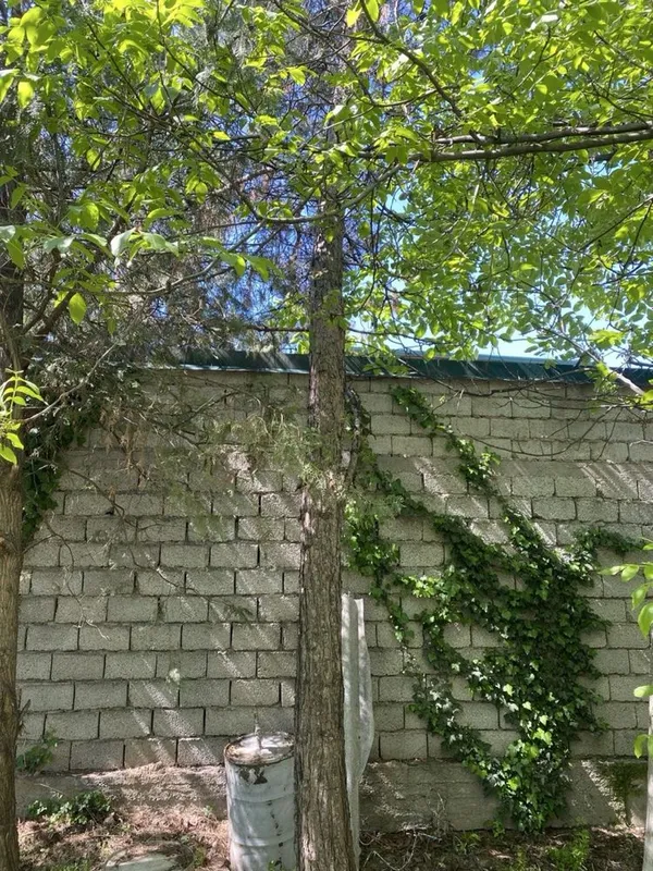 Сосна дарахти сотилади