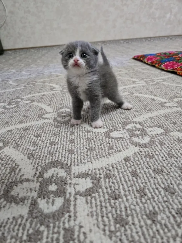 Срочно продаются котята — фото 6