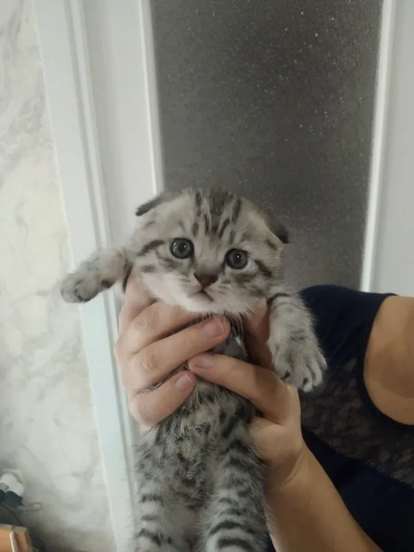 Котята скотиш фолд скотиш страйк — фото 1