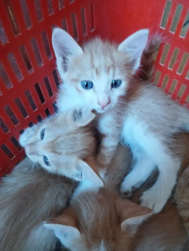 Pishik bollari yaxshi qoʻllarga beriladi 3