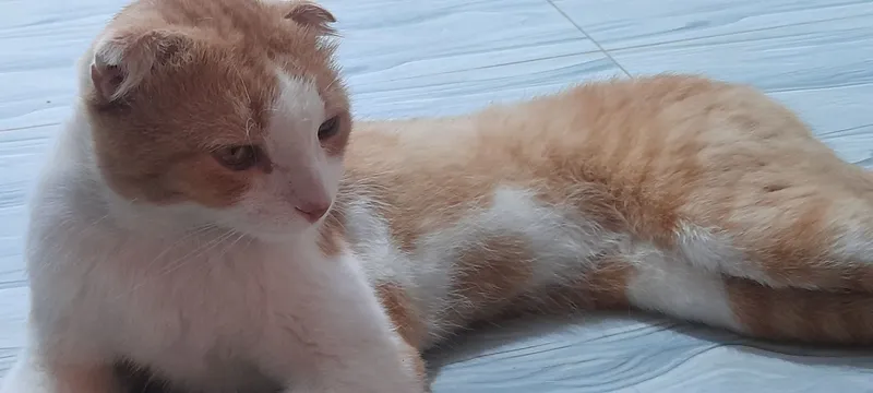 Шотландский выслоухый кыз пышык 1 жыл болган тез арада сатылады 1 Шотландский выслоухый кыз пышык 1 жыл болган тез арада сатылады 1