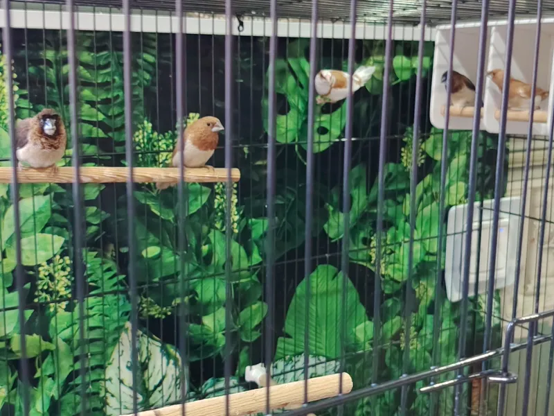 Амадинки-самцы, 5 штук 6 Амадинки-самцы, 5 штук 6