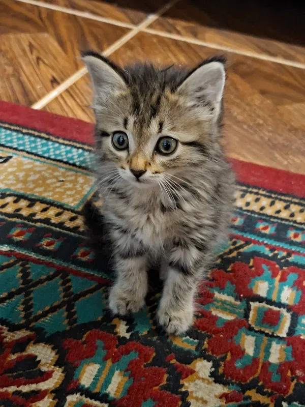 mushuk (tabby domestic cat) 2