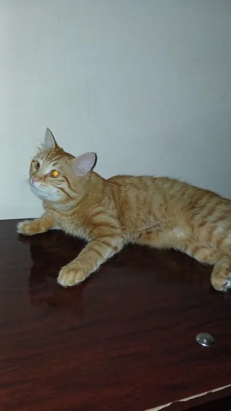 Mushuk oʻgʻil mushuk 6 Mushuk oʻgʻil mushuk 6
