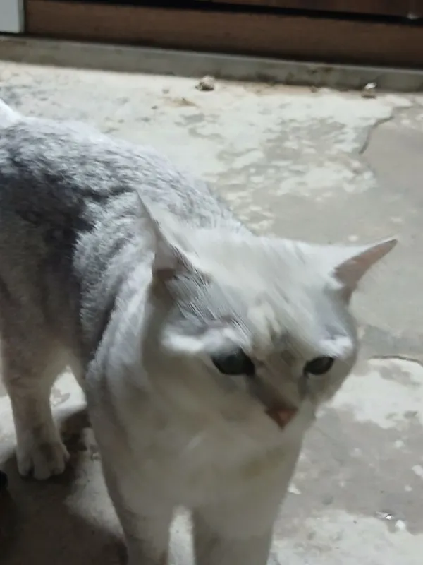 Пародистая кошка одам в хорошие руки — фото 3