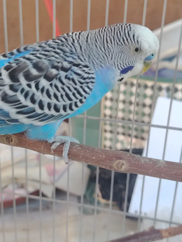 Волнистый попугай с клеткой 2