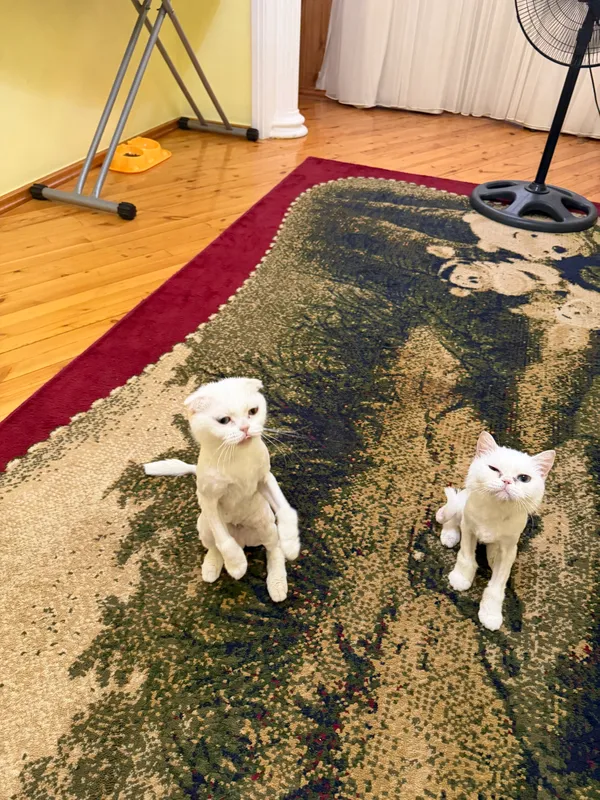 Кошка 4