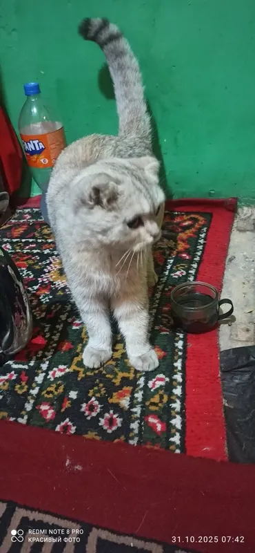 Mushuk bor toza m