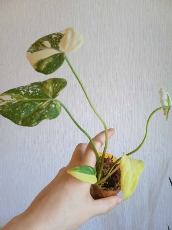 Продается филодендрон глориозум (Philodendron Gloriosum. Редкий вар) 2
