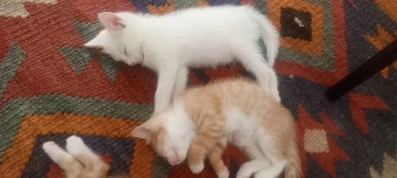 Отдам даром сладкие кошок 1 Отдам даром сладкие кошок 1