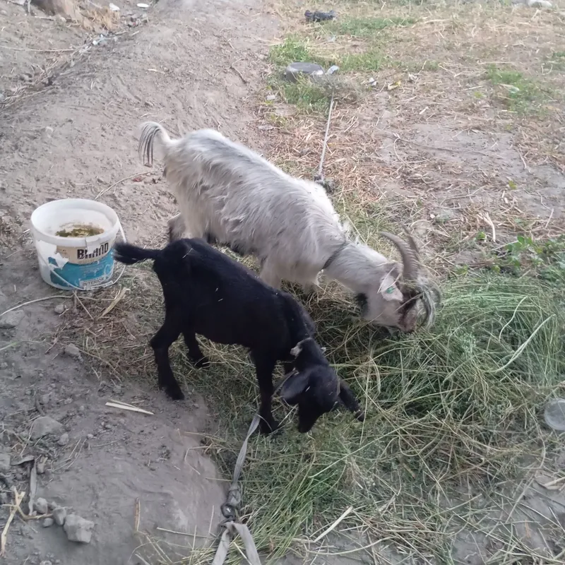 Echki ona bacha sotiladi 1 Echki ona bacha sotiladi 1