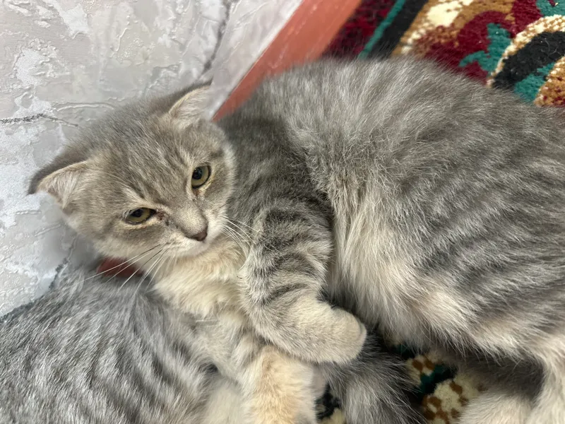 Mushuk bolasi qiz sotiladi onasi shinshila 1 Mushuk bolasi qiz sotiladi onasi shinshila 1