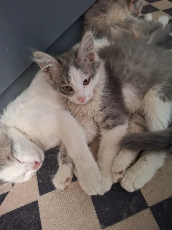 Котята продаются Котята продаются