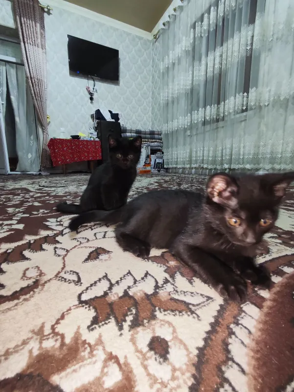 Котят бесплатно отдам — фото 3