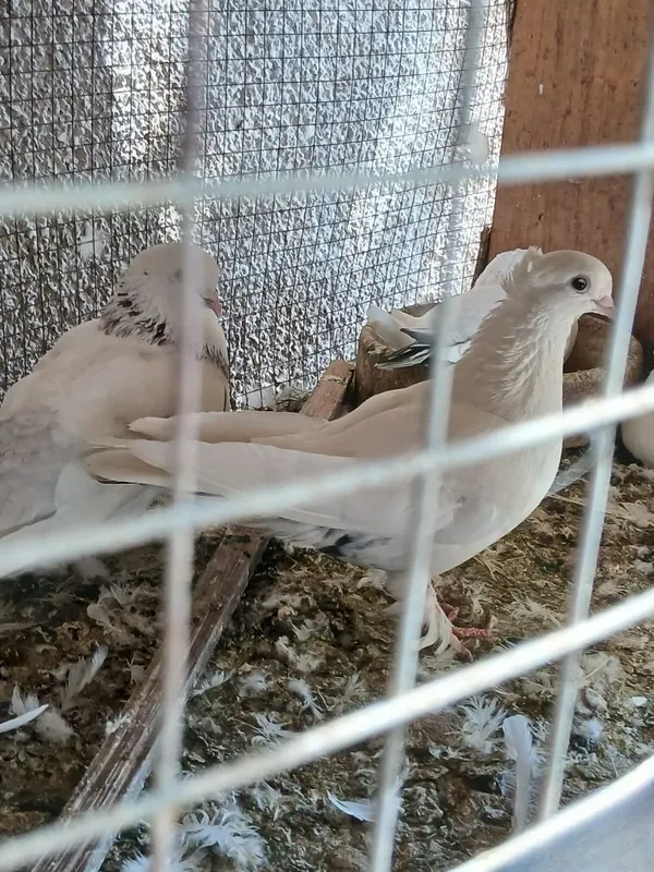 Zodtor kabutar 7 Zodtor kabutar 7