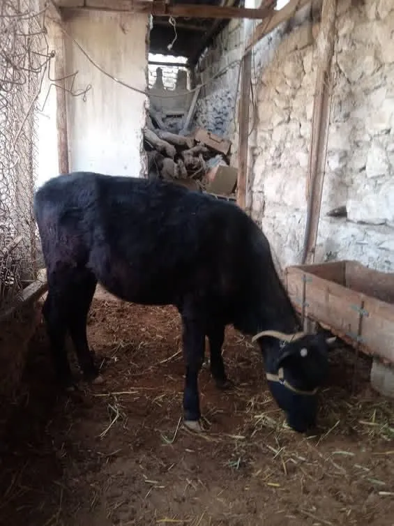 Gʼunojin sotiladi mol qilmoqchi boʻlganlarga imkoniyati