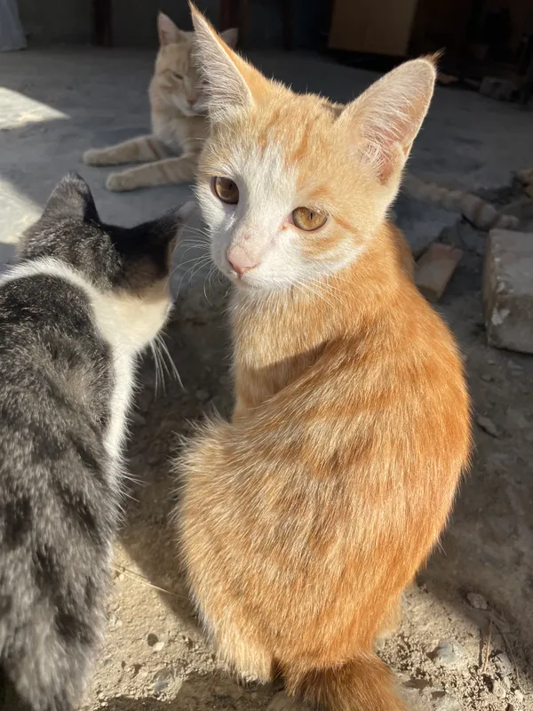 Котёнок 2 Котёнок 2