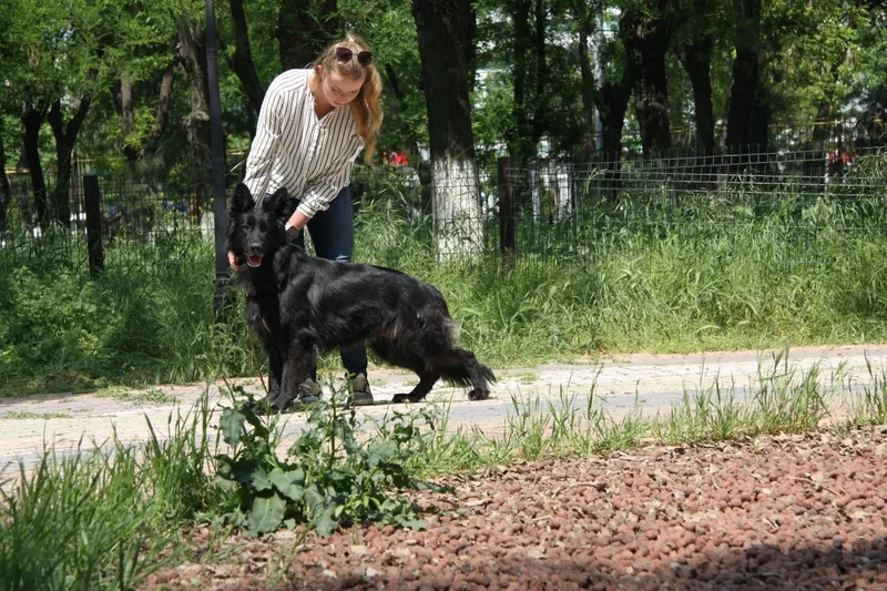 Немецкие овчарки Одинцовой — фото 3