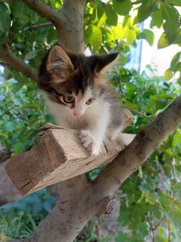 Котята 2 месяца, пушистые 4 Котята 2 месяца, пушистые 4