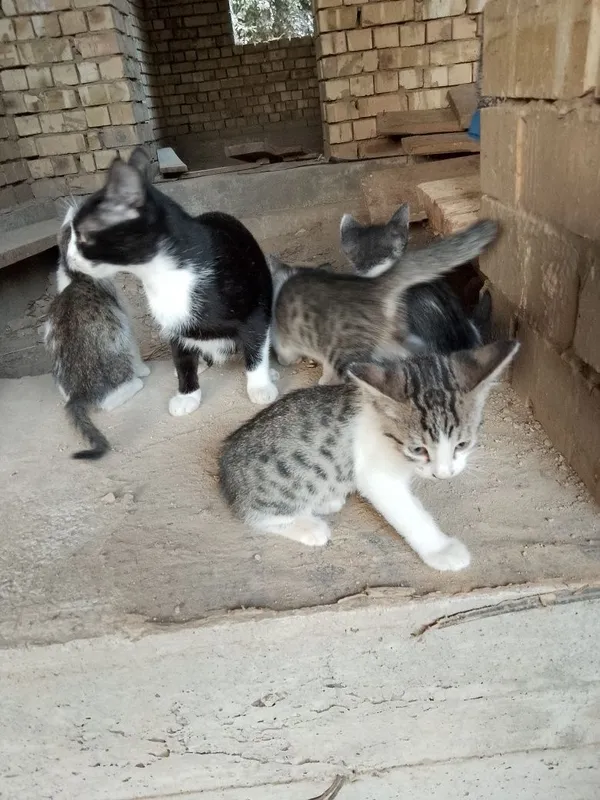 Oddiy mushuklar onasi bilan 8 Oddiy mushuklar onasi bilan 8