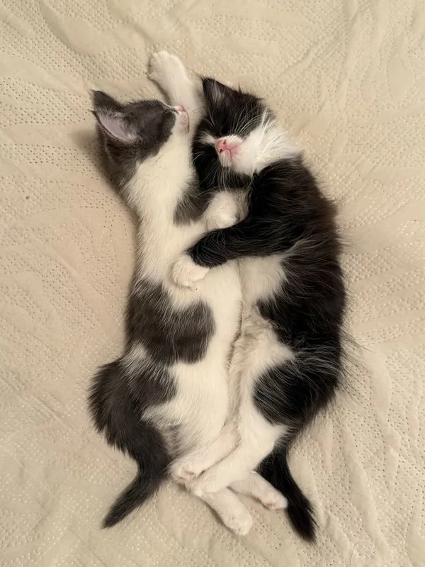 Котята в добрые руки — фото 7