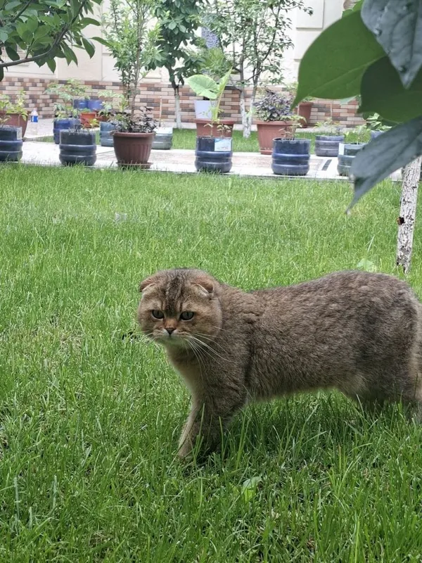 Britanskiy koshka 2 Britanskiy koshka 2