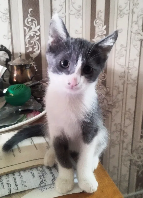Отдам котят в добрые ручки!!! 4