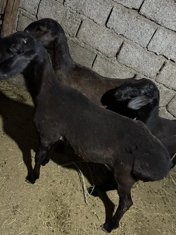 Qochqorla sotiladi narhi 3.800 2 Qochqorla sotiladi narhi 3.800 2