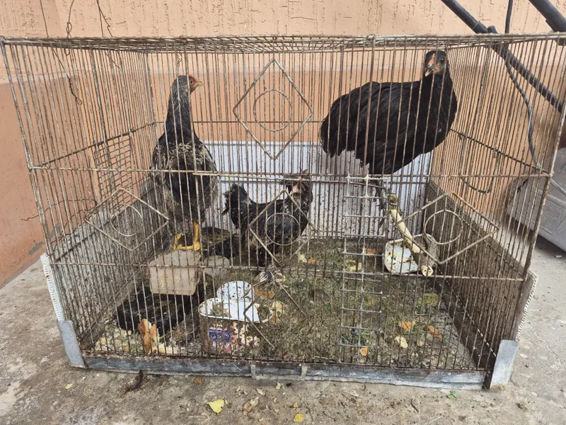 Корейский японка. + 2та жужа жайдари хороз товук