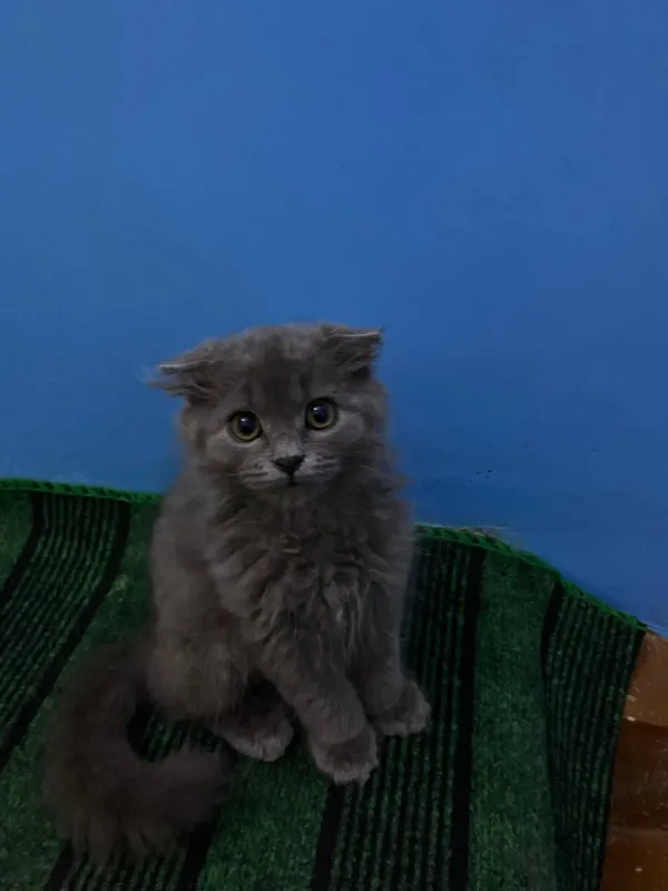 кошка