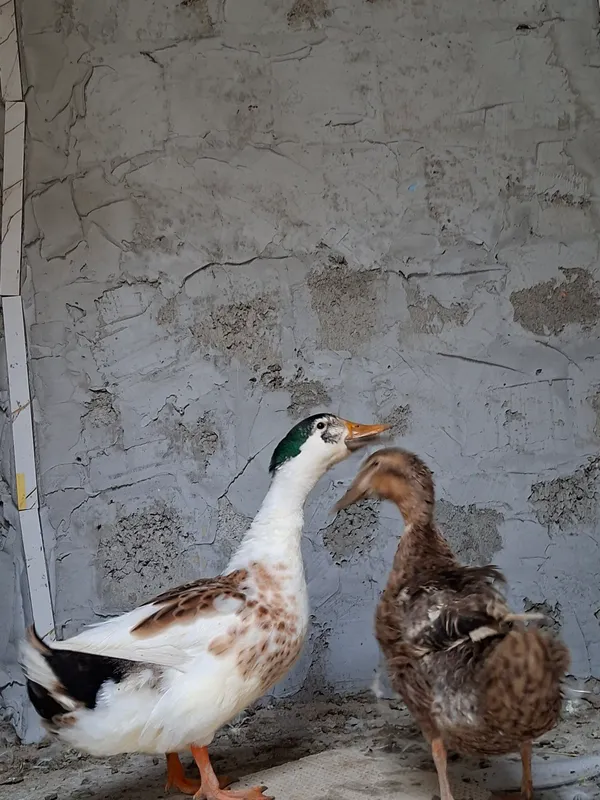 2 утки 2