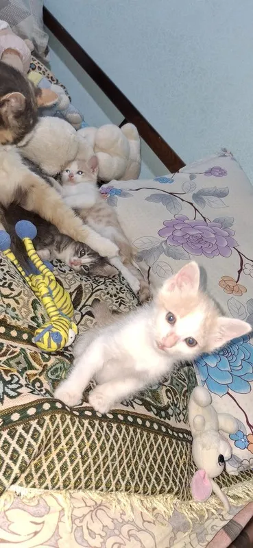 Отдаем котят в хорошие руки 6 Отдаем котят в хорошие руки 6