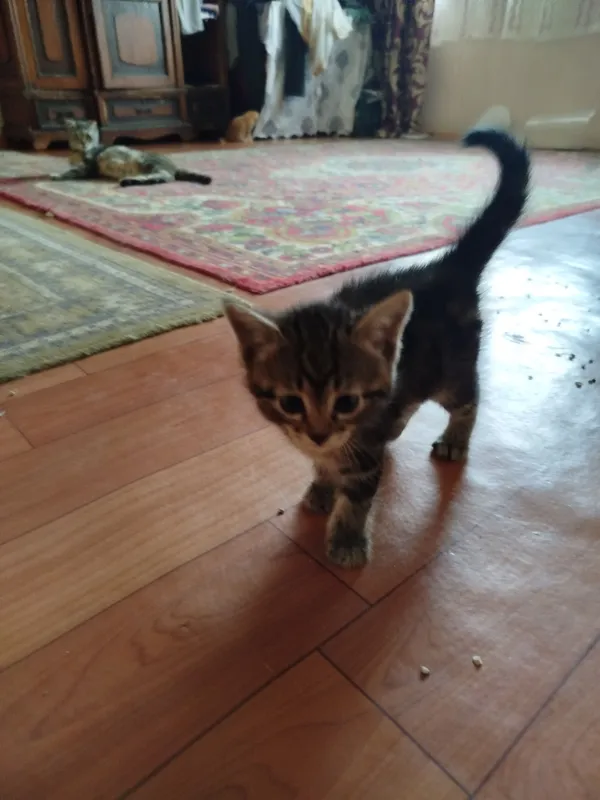 продаются котята — фото 4 продаются котята — фото 4